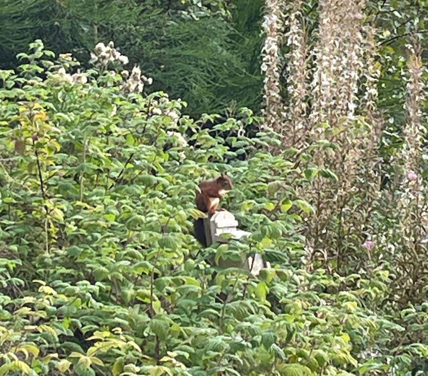 Villa Red Squirrel Pod With Hot Tub Oban Exterior foto